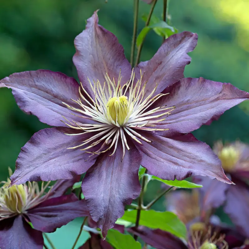 Clematites