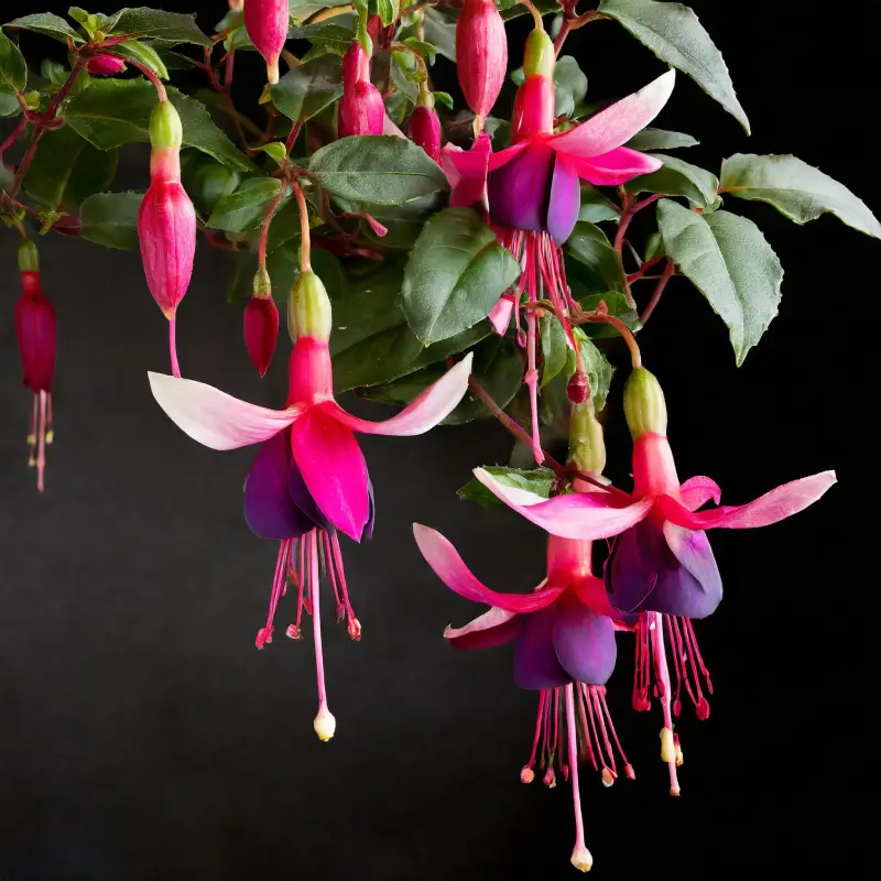 Fuchsias