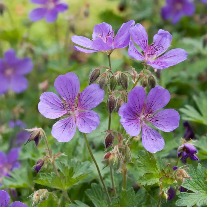 Geranium