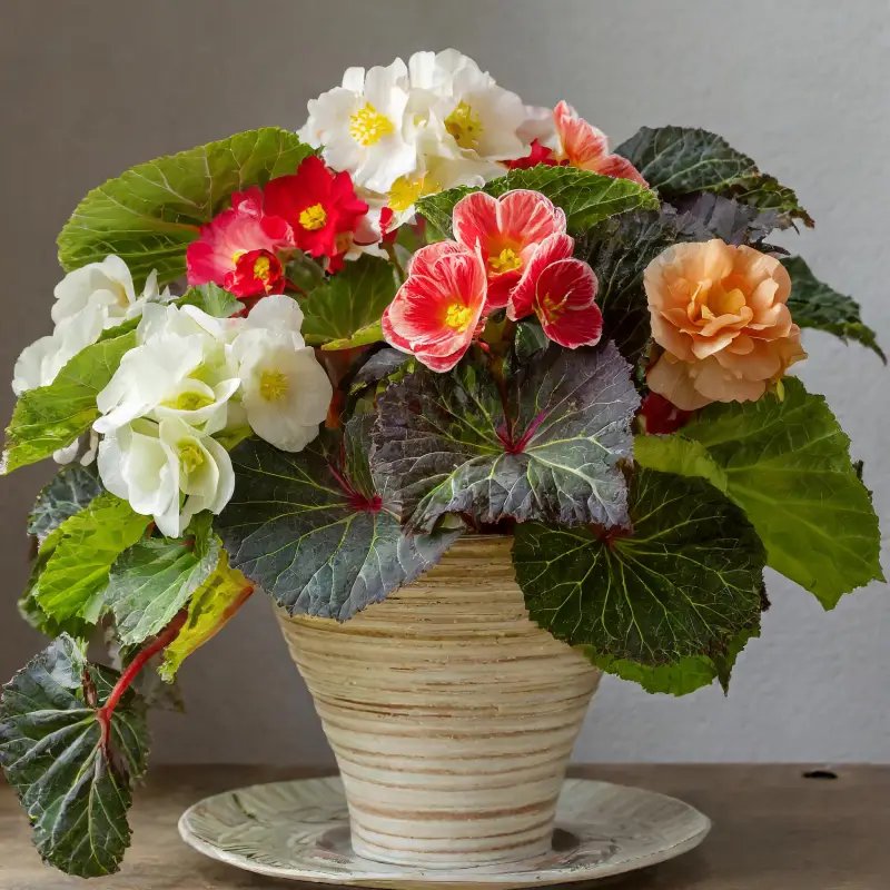 varietes-Begonia