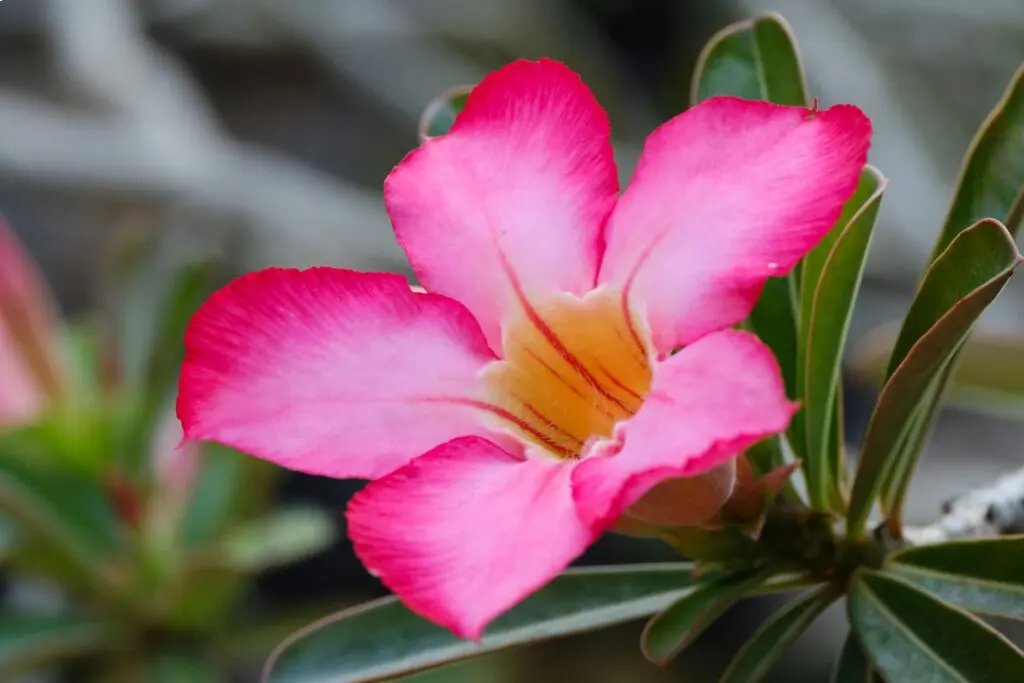 Rose-du-desert-Adenium